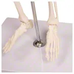 Image shows Mini-skeleton incl. stand, 65 cm