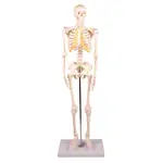 Image shows Mini-skeleton incl. stand, 65 cm