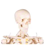Mini-Skeleton with stand, 80 cm