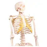Mini-Skeleton with stand, 80 cm