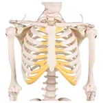 Mini-Skeleton with stand, 80 cm