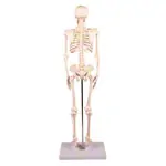 Mini-Skeleton with stand, 80 cm