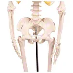 Mini-Skeleton with stand, 80 cm