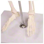 Mini-Skeleton with stand, 80 cm