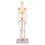 Mini-Skeleton with stand, 80 cm