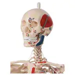 Mini Skeleton with painted muscles incl. stand, 65 cm