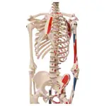 Mini Skeleton with painted muscles incl. stand, 65 cm