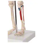 Mini Skeleton with painted muscles incl. stand, 65 cm