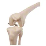 Mini Skeleton with painted muscles incl. stand, 65 cm