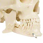 Skull, 4-piece.