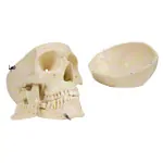 Skull, 4-piece.