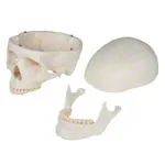 Image shows Skull, 4-piece.