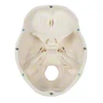 Image shows Skull, 4-piece.