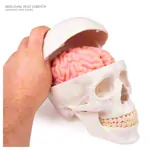 Image shows Skull, 4-piece.