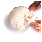 Image shows Snap skull, 18-piece, white