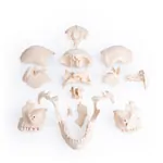 Image shows Snap skull, 18-piece, white