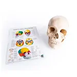 Image shows Snap skull, 18-piece, white