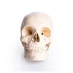 Image shows Snap skull, 18-piece, white