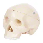 Mini skull, 3-piece.