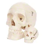 Mini skull, 3-piece.
