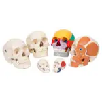 Mini skull, 3-piece.