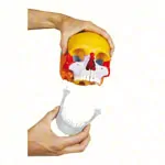 Snap skull, 18-piece, colourful
