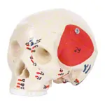 Mini Skull with muscles, 3 pieces.