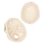 Mini Skull with muscles, 3 pieces.