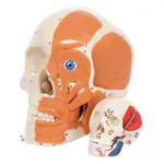 Mini Skull with muscles, 3 pieces.