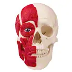Image shows Skull with muscle, 3-piece.