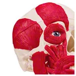 Image shows Skull with muscle, 3-piece.