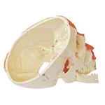 Skull with muscle, 3-piece.