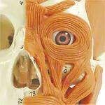 Skull with muscle, 3-piece.