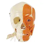 Skull with muscle, 3-piece.