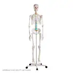 Image shows Rolling stand base for full-body skeletons