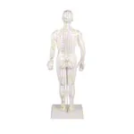 Acupuncture figure male, 45 cm