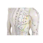 Acupuncture figure male, 45 cm