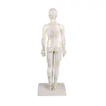Acupuncture figure female, 45 cm