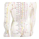 Acupuncture figure female, 45 cm