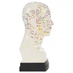 Acupuncture model head, 20 cm