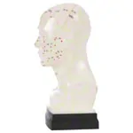 Acupuncture model head, 20 cm