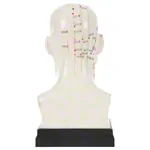 Acupuncture model head, 20 cm