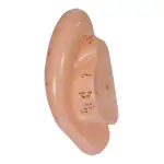 Acupuncture ear model, LxW 22x10 cm