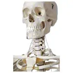Skeleton standard incl. stand, 180 cm