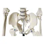 Skeleton standard incl. stand, 180 cm