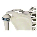 Skeleton standard incl. stand, 180 cm