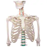 Image shows Standard skeleton incl. stand, 178 cm