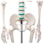 Image shows Standard skeleton incl. stand, 178 cm