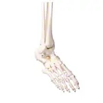 Image shows Standard skeleton incl. stand, 178 cm