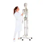 Image shows Standard skeleton incl. stand, 178 cm